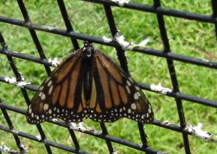 butterfly Hilo Zoo